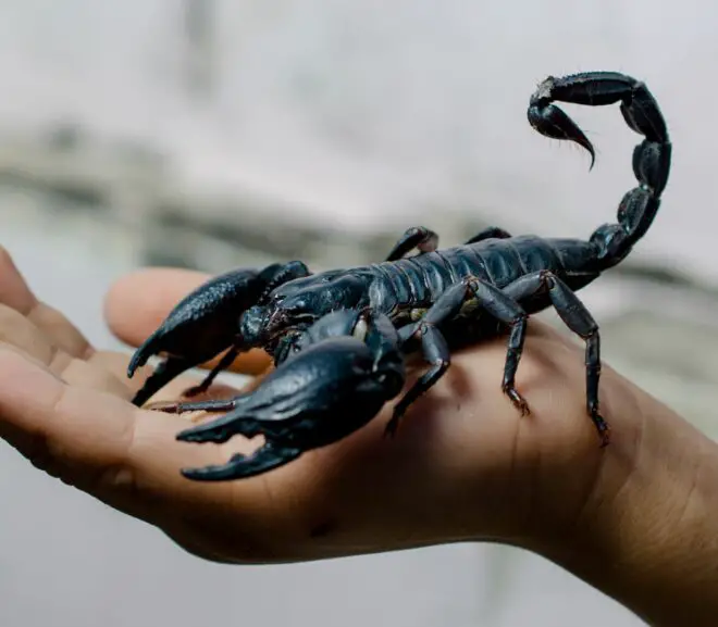 Scorpions 101: [Anatomy, Caresheet, Diet and More]