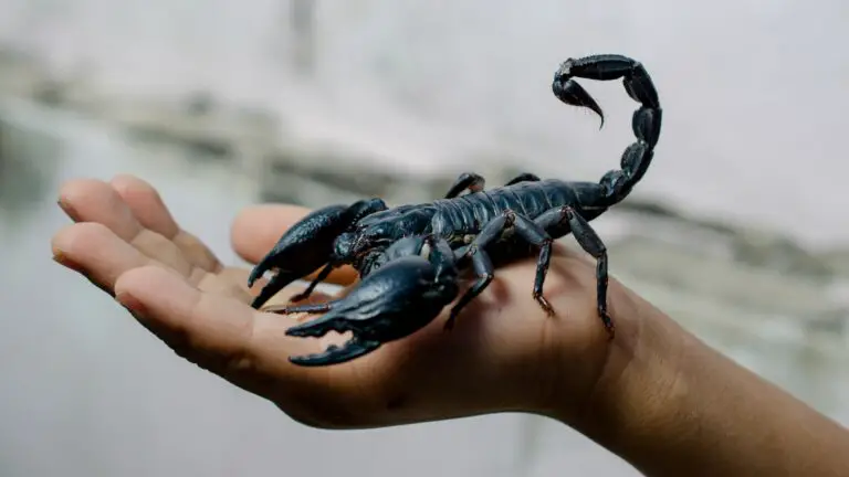 Scorpions 101: [Anatomy, Caresheet, Diet and More]