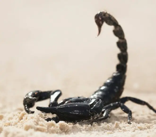 Asian Forest Scorpion Vs Emperor Scorpion: Who Would Win?