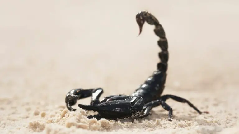 Asian Forest Scorpion Vs Emperor Scorpion: Who Would Win?