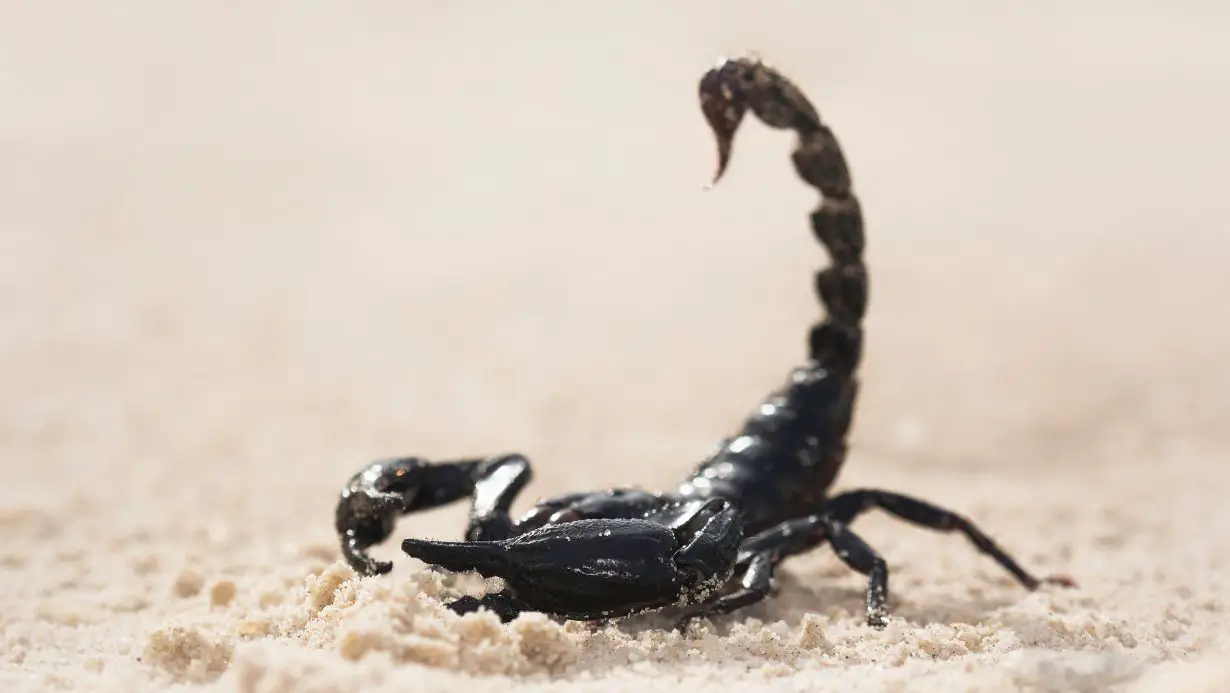 Asian Forest Scorpion Vs Emperor Scorpion