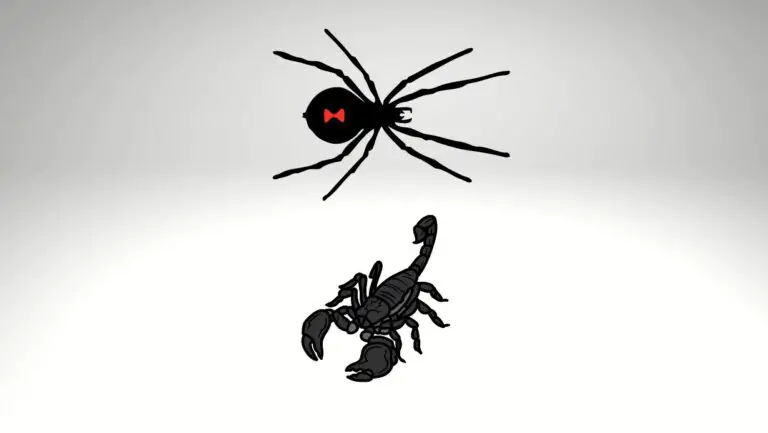 Black Widow Spider Vs Black Scorpion: Who Wins?