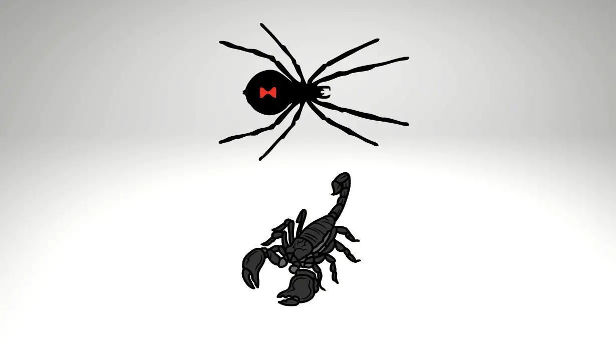 Black Widow Spider Vs Black Scorpion