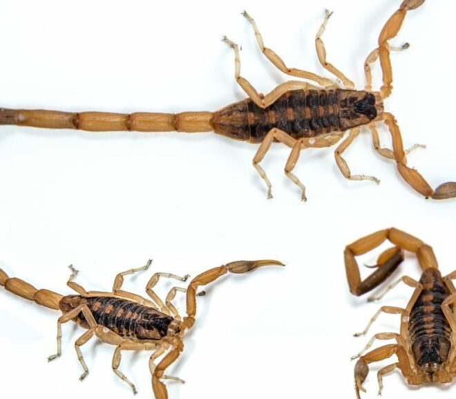Yellow Ground Scorpion Vs Bark Scorpion: Who Would Win?