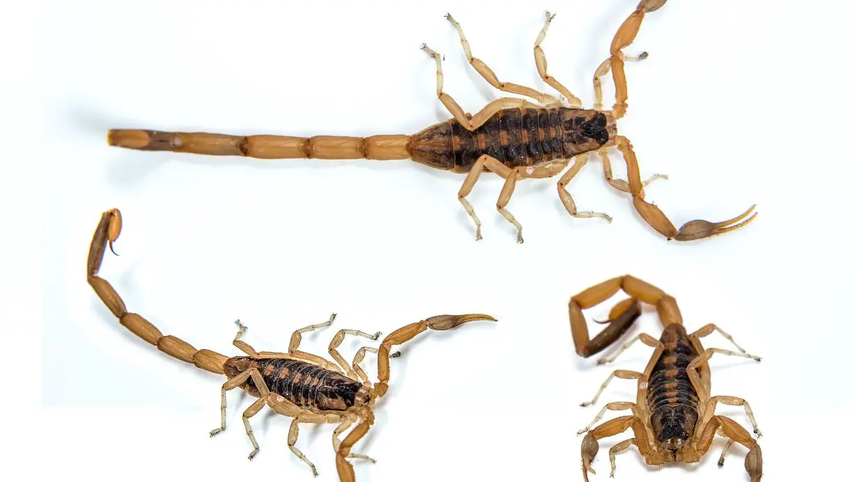 Yellow Ground Scorpion Vs Bark Scorpion