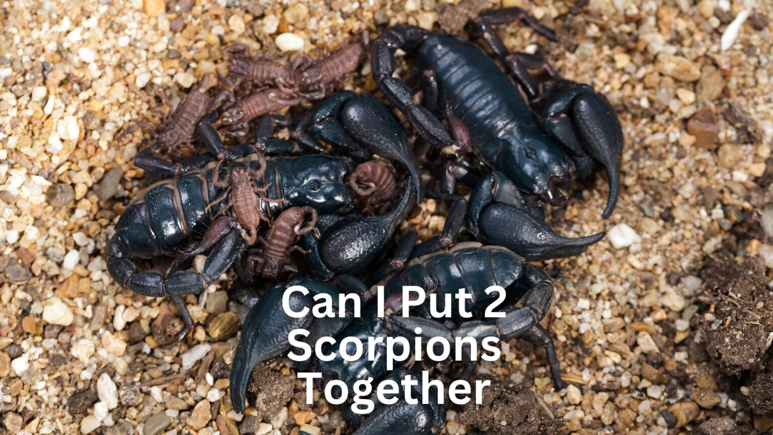 Scorpions Vs Spiders Comparison 101 - The Scorpion Hobby