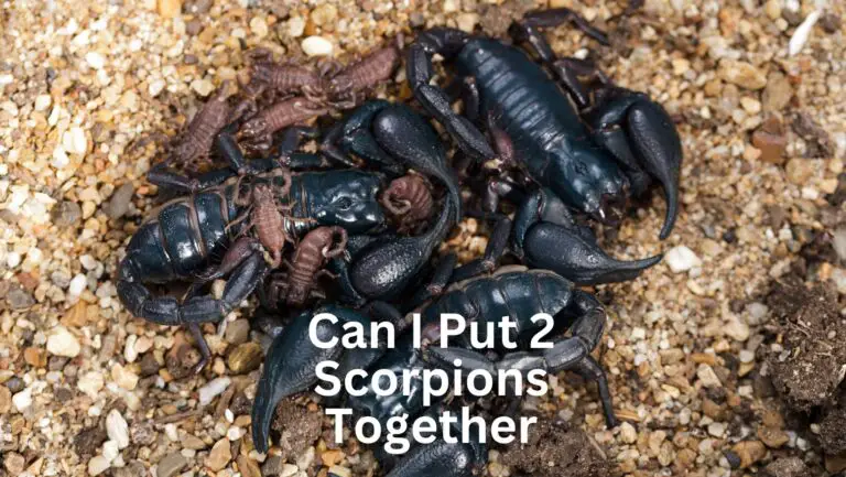 Can I Put 2 Scorpions Together?