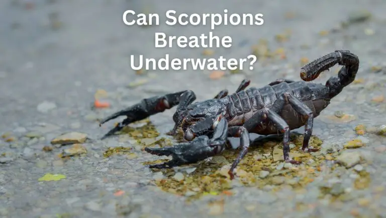 Can Scorpions Breathe Underwater? If So, How?