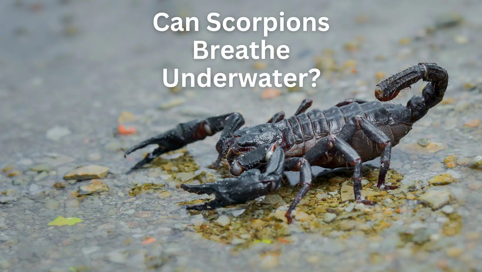 Can Scorpions Breathe Underwater