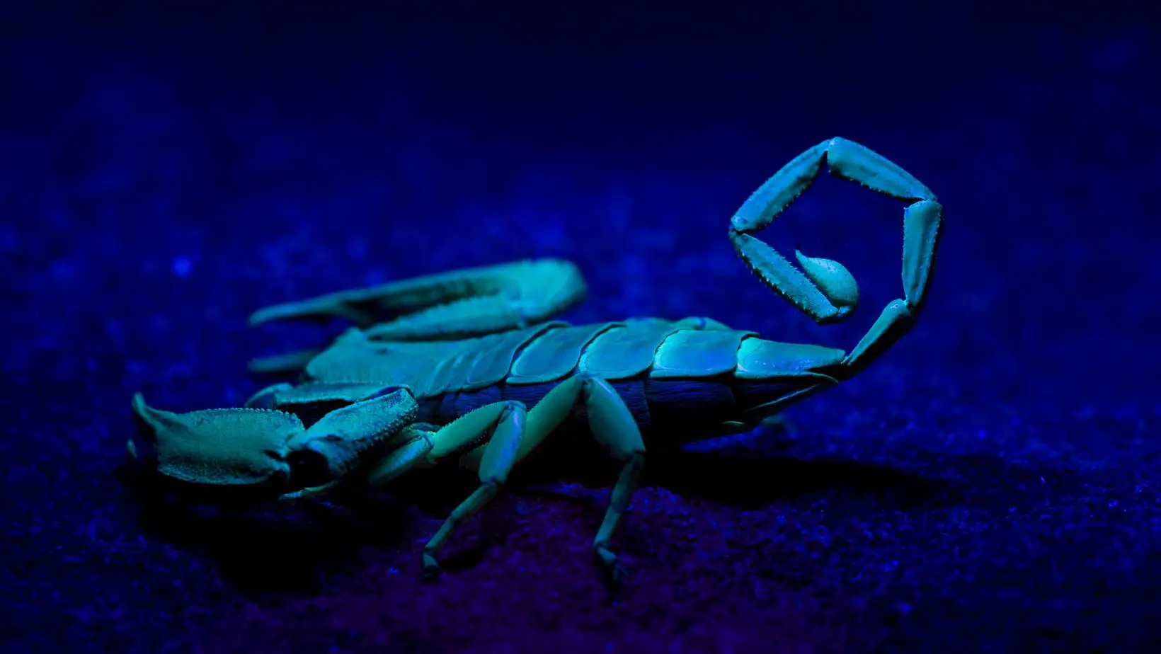 Rhopalurus junceus Blue Scorpion facts
