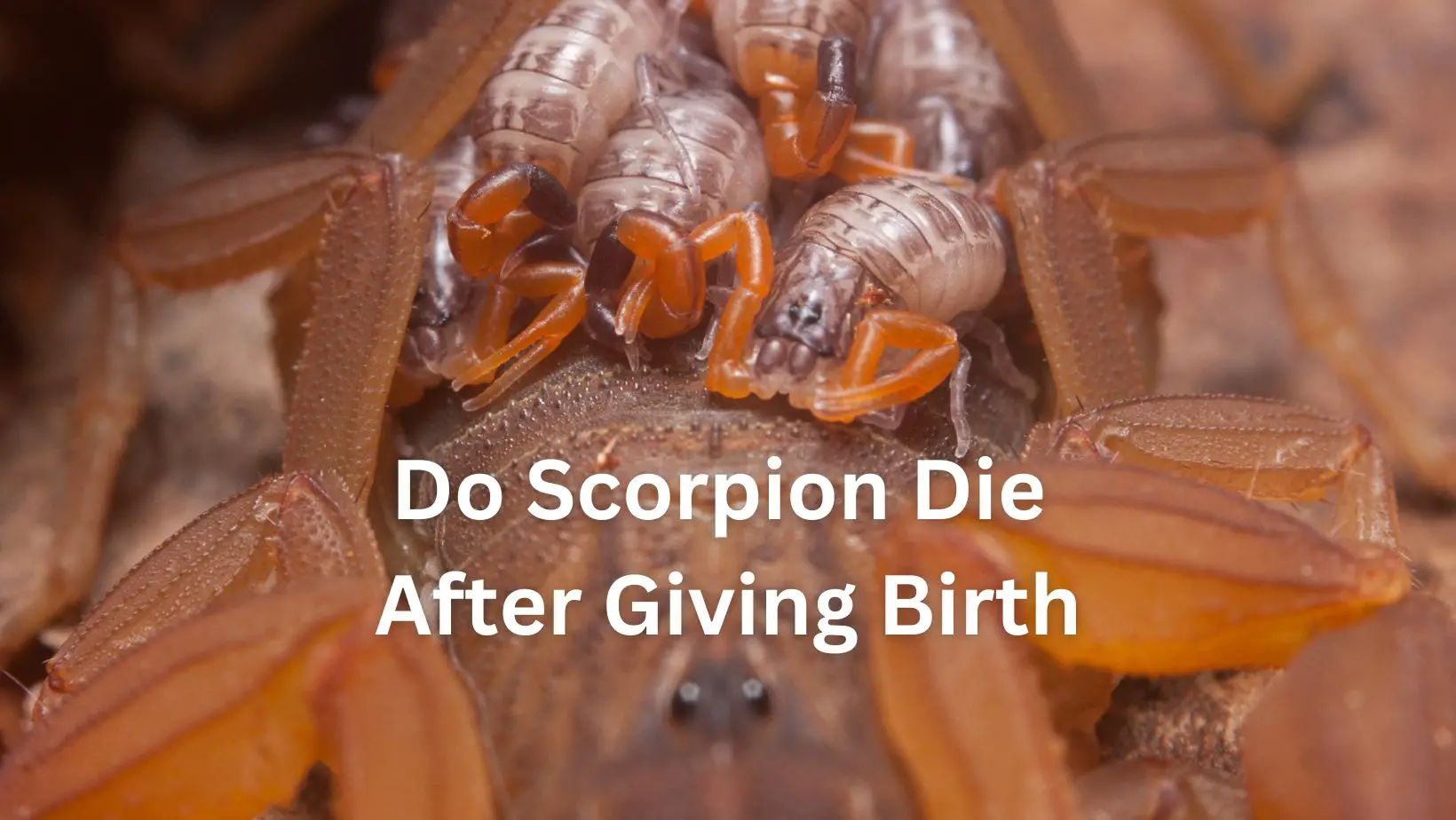 Do Scorpion Die After Giving Birth
