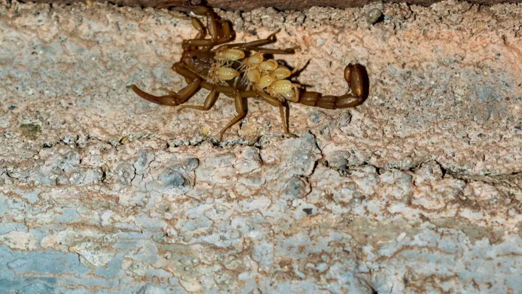 Why Is My Scorpion Eating Her Babies?