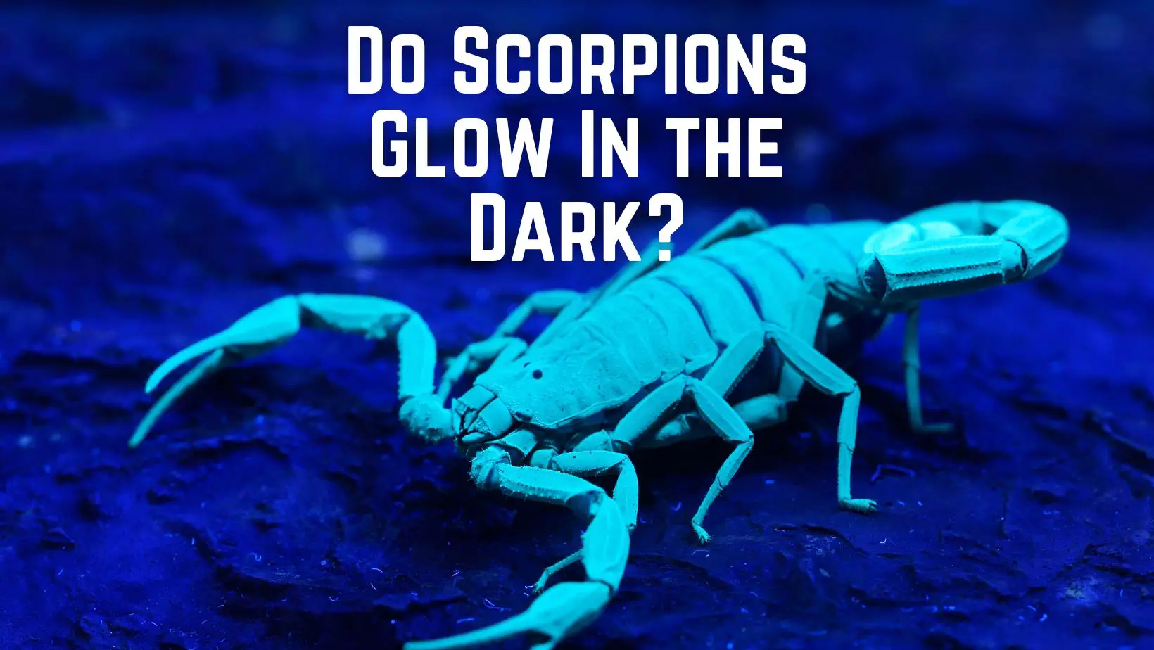 Do Scorpions Glow In The Dark