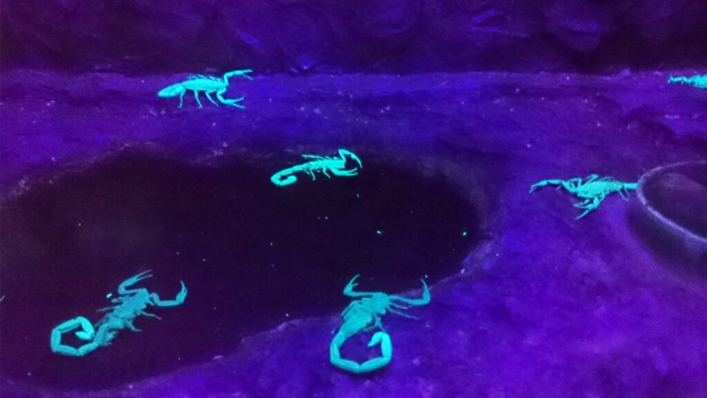 Do Scorpions Glow In The Dark? Why and Which Ones? - The Scorpion Hobby