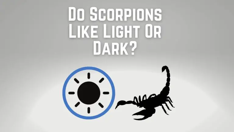 Do Scorpions Like Light Or Dark?