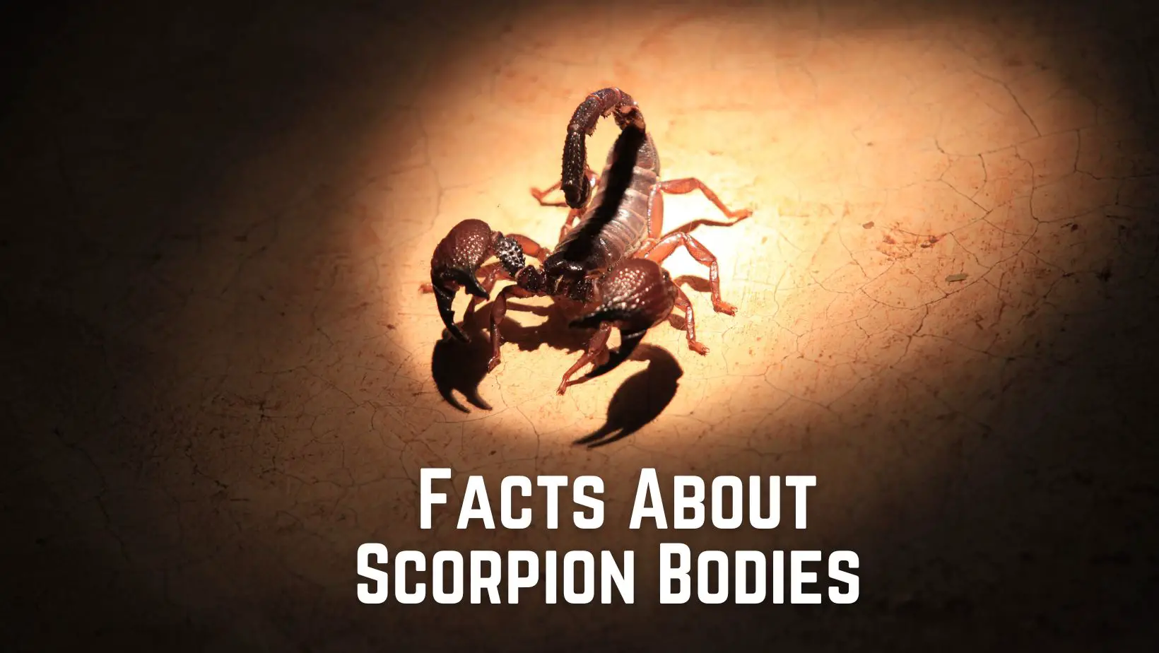 10+Interesting Facts About Scorpion Bodies