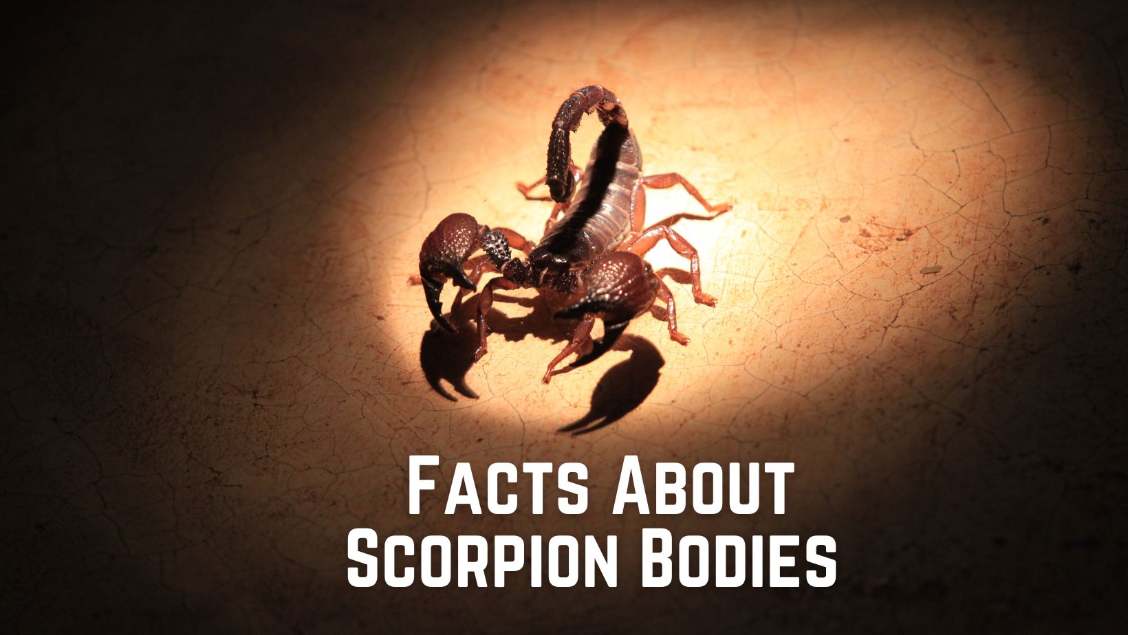 20 Interesting Facts About Scorpions - The Scorpion Hobby