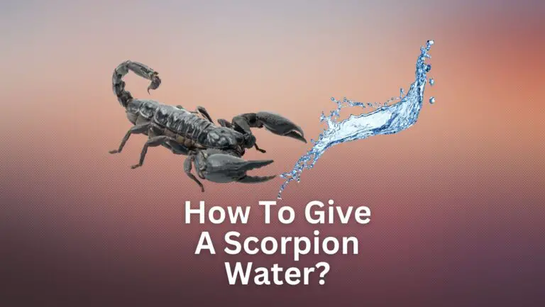 How To Give A Scorpion Water?