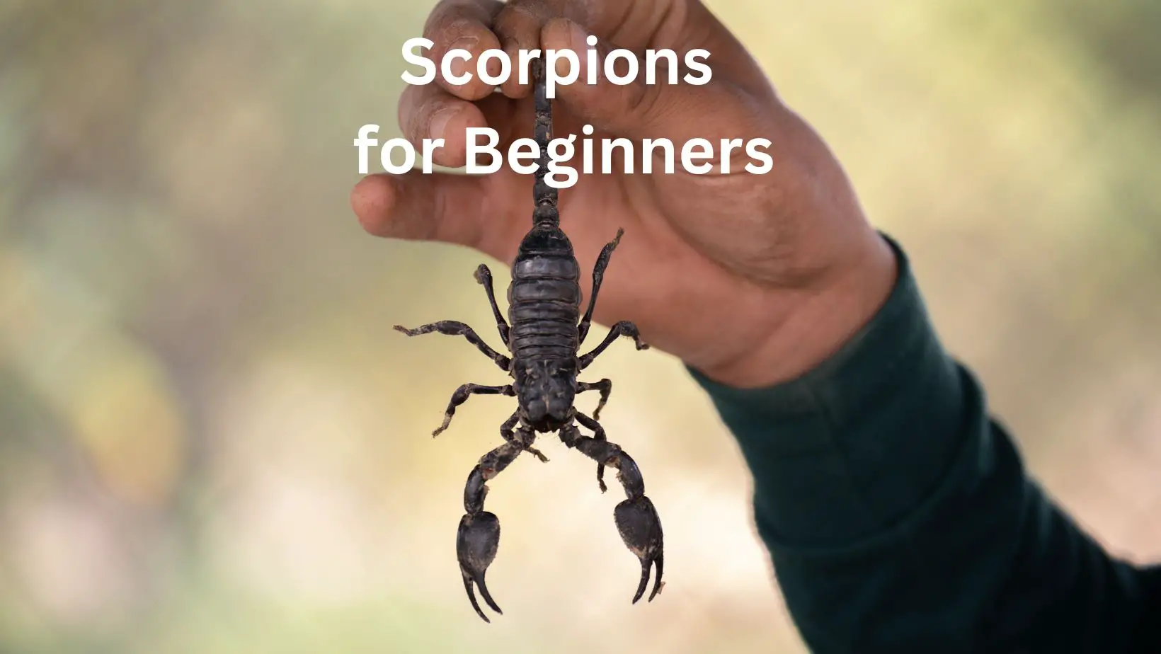 How to Care for Scorpions for Beginners 11 Safe Species