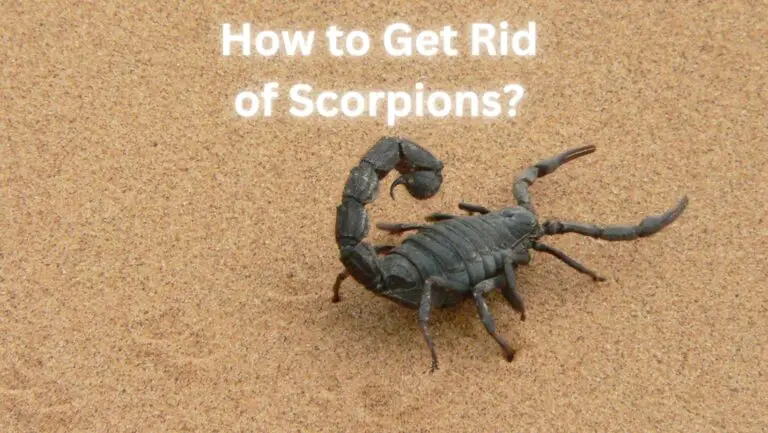 How to Get Rid of Scorpions? 15+ Easy Ways