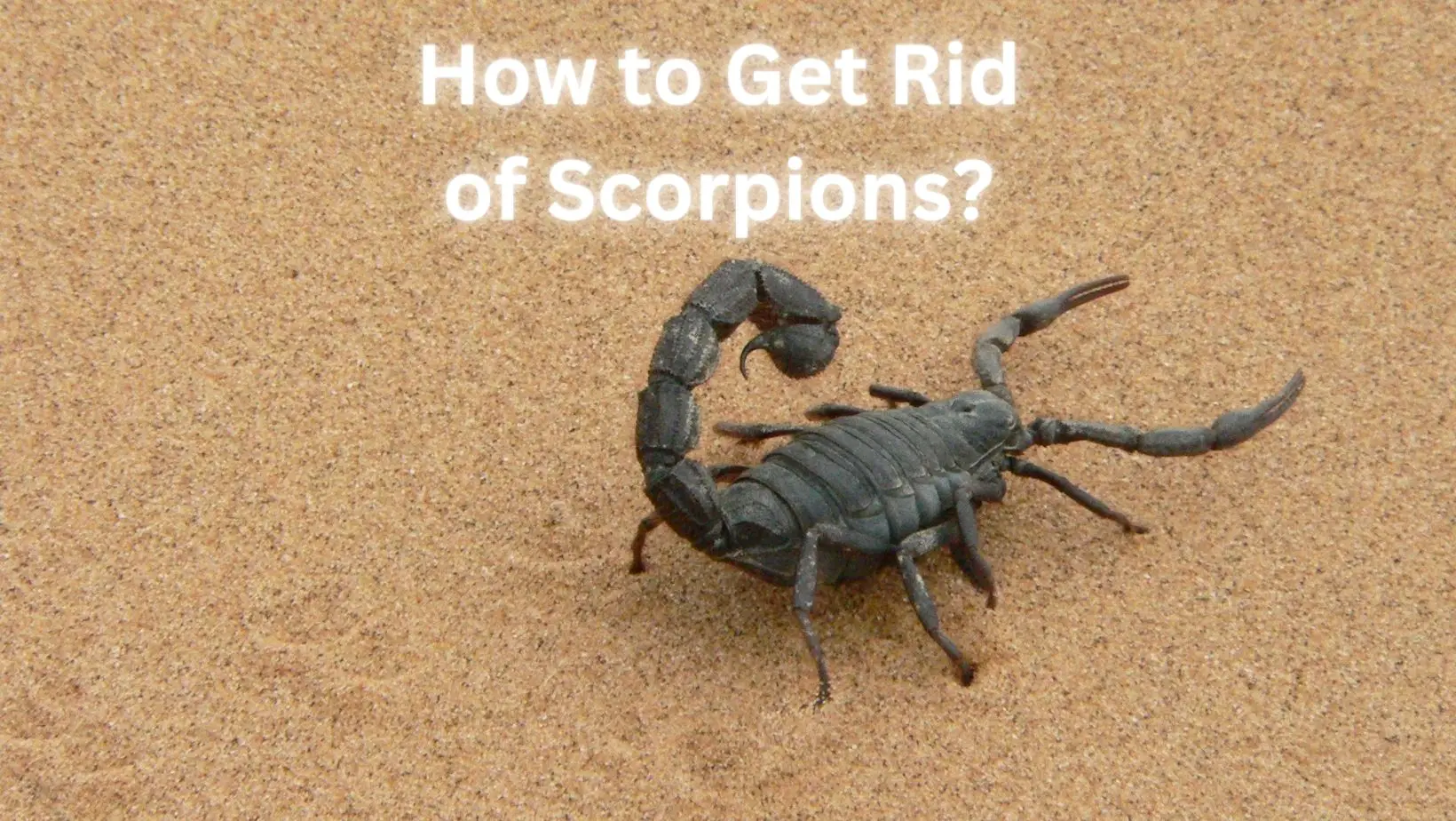 How to Get Rid of Scorpions Humane Ways