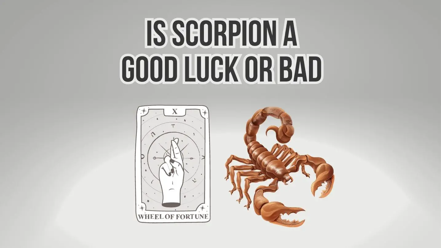 Is Scorpion A Good Luck Or Bad Luck