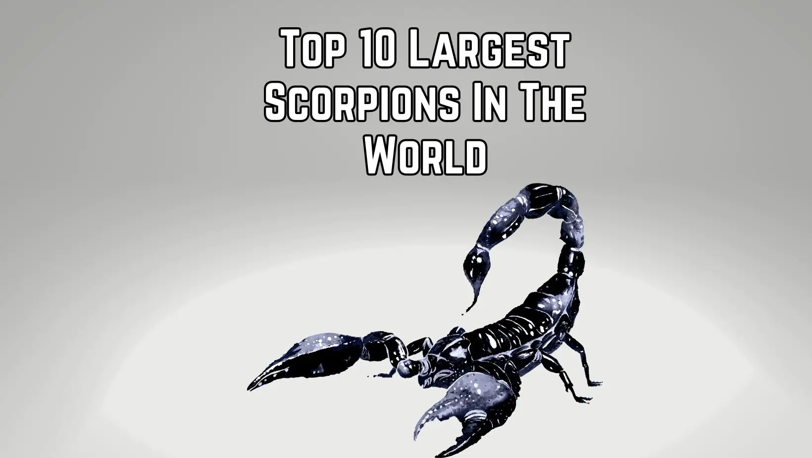 Top 10 Largest Scorpions In The World