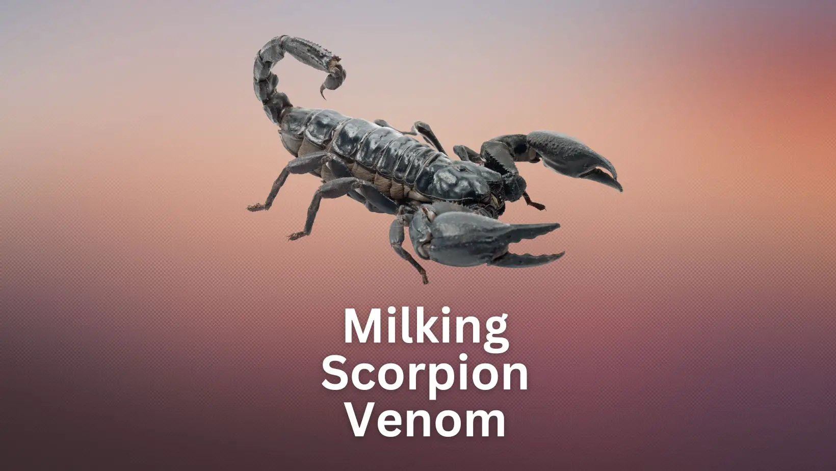 Extracting and Milking Scorpion Venom