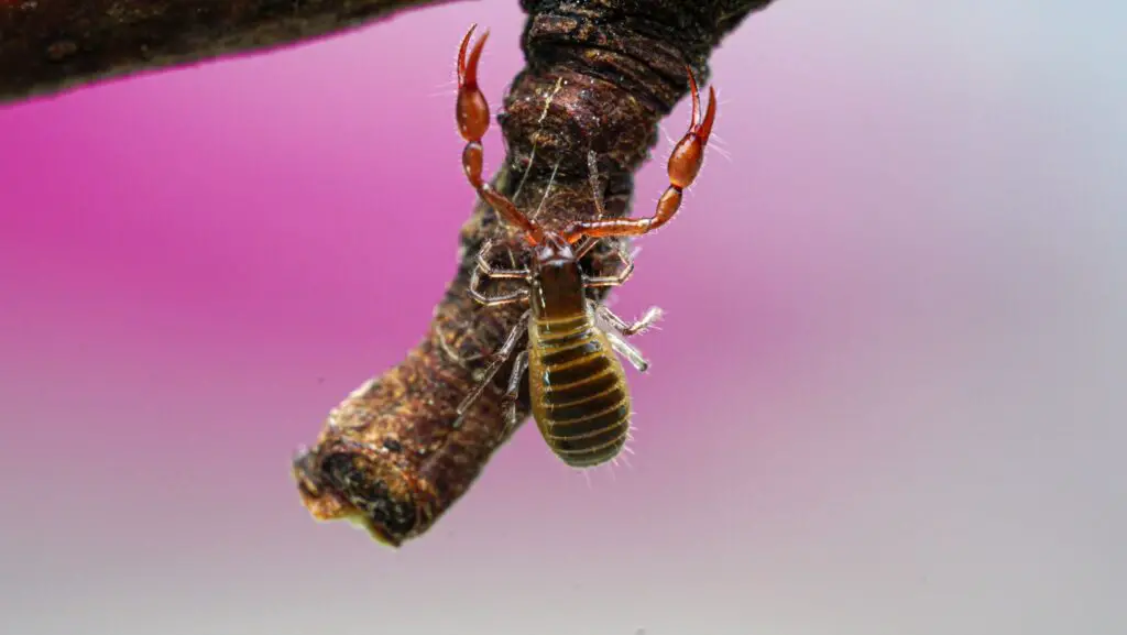 Tiny Tailless Scorpion aka Pseudoscorpion