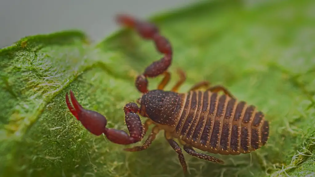 types of pseudoscorpions