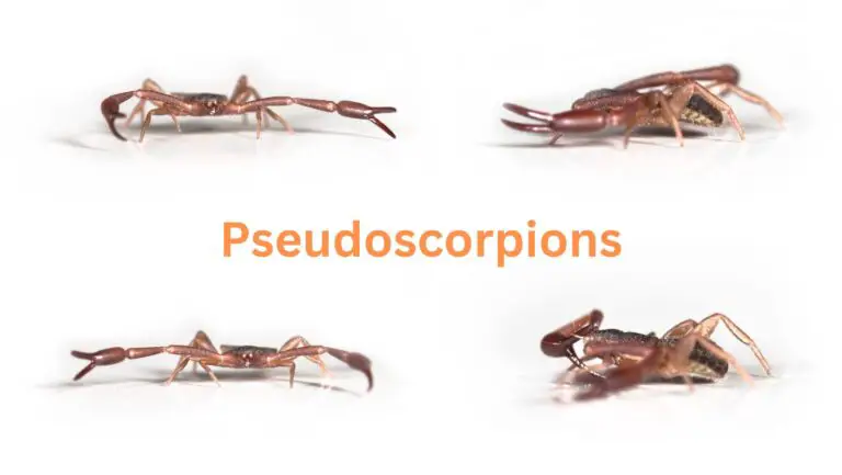 20+Types of Pseudoscorpions With Details