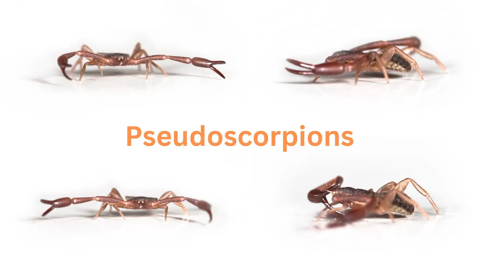 Types of Pseudoscorpions