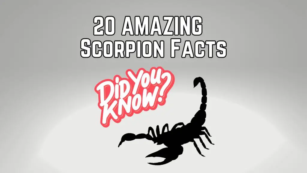 20 Interesting Facts About Scorpions The Scorpion Hobby