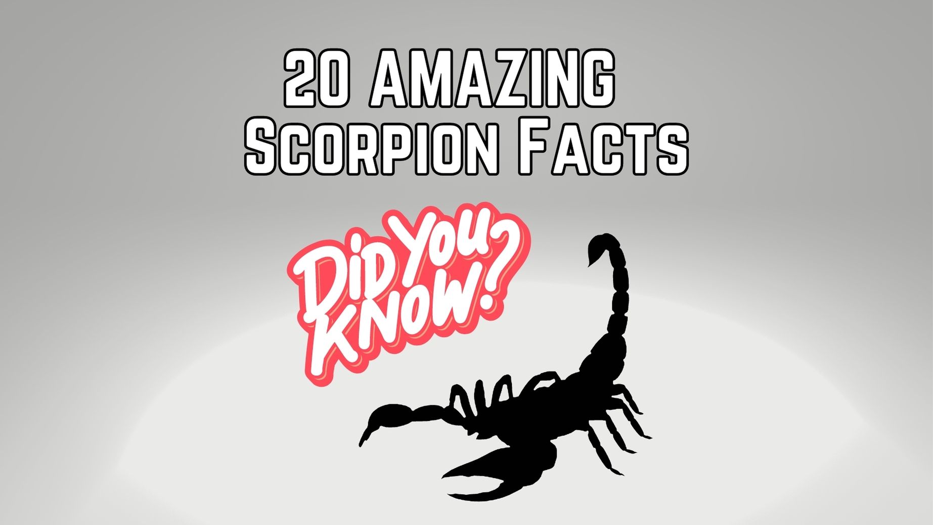 Scorpion Facts