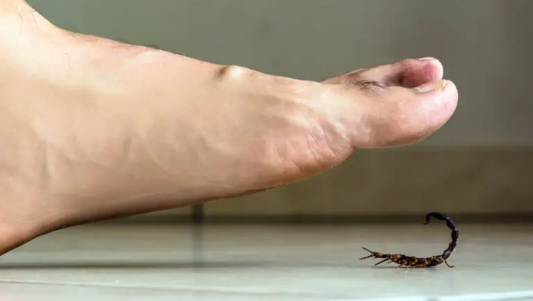 10 Actions to Take When Stung by a Scorpion
