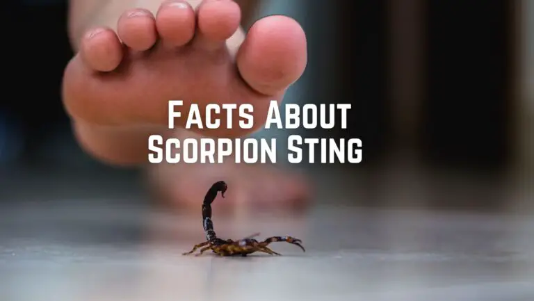 10+ Amazing Scorpion Sting Facts You Must Knew