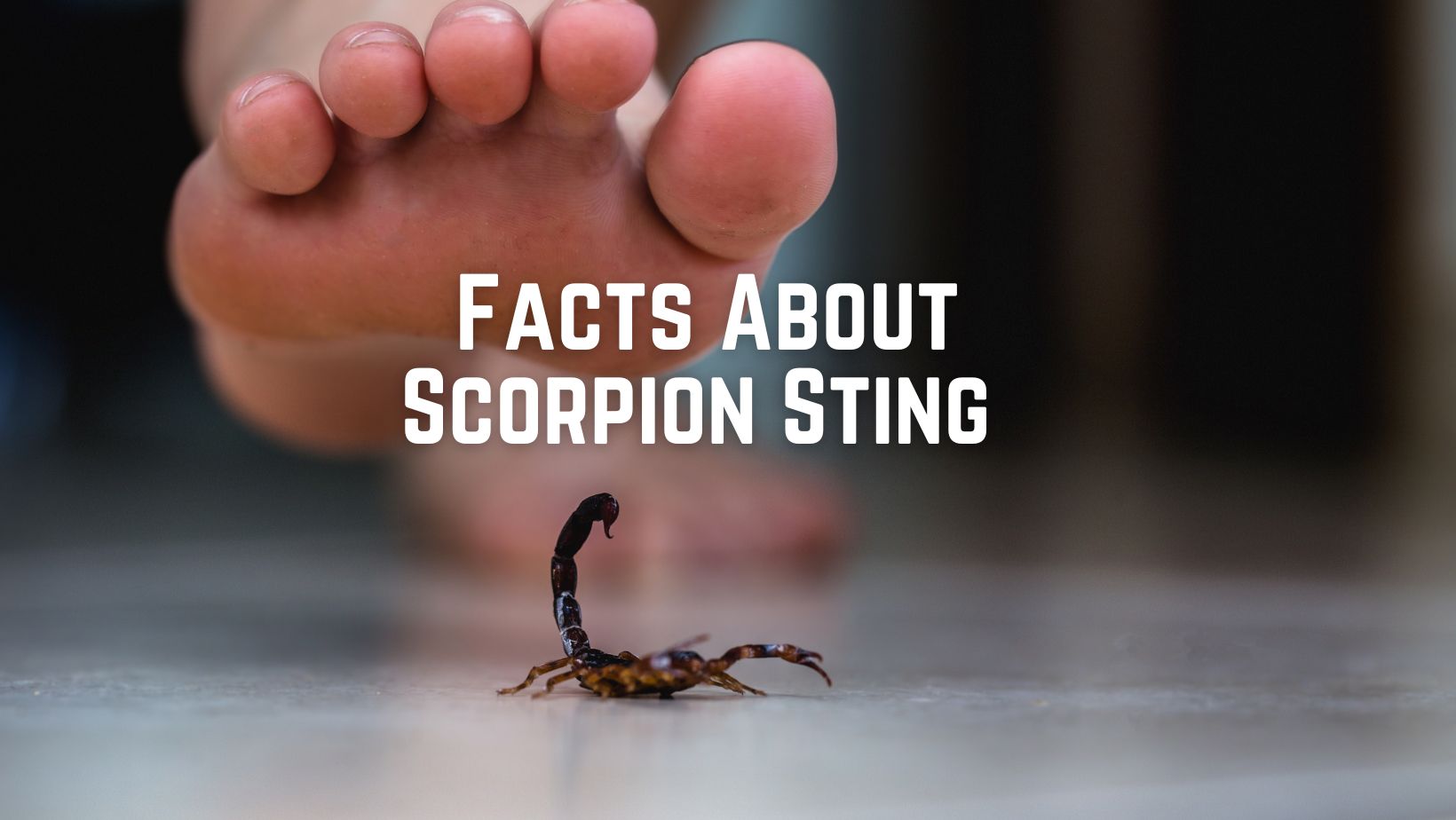 Scorpion Sting Facts