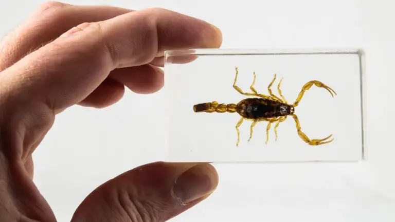 Scorpion Taxidermy: How to Mount and Preserve a Scorpion?