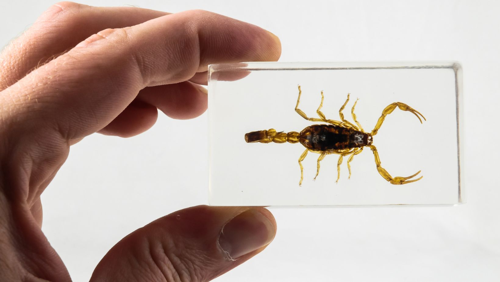 Scorpion Taxidermy