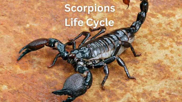 Scorpions Life Cycle: Age, Diet, Breeding and More!