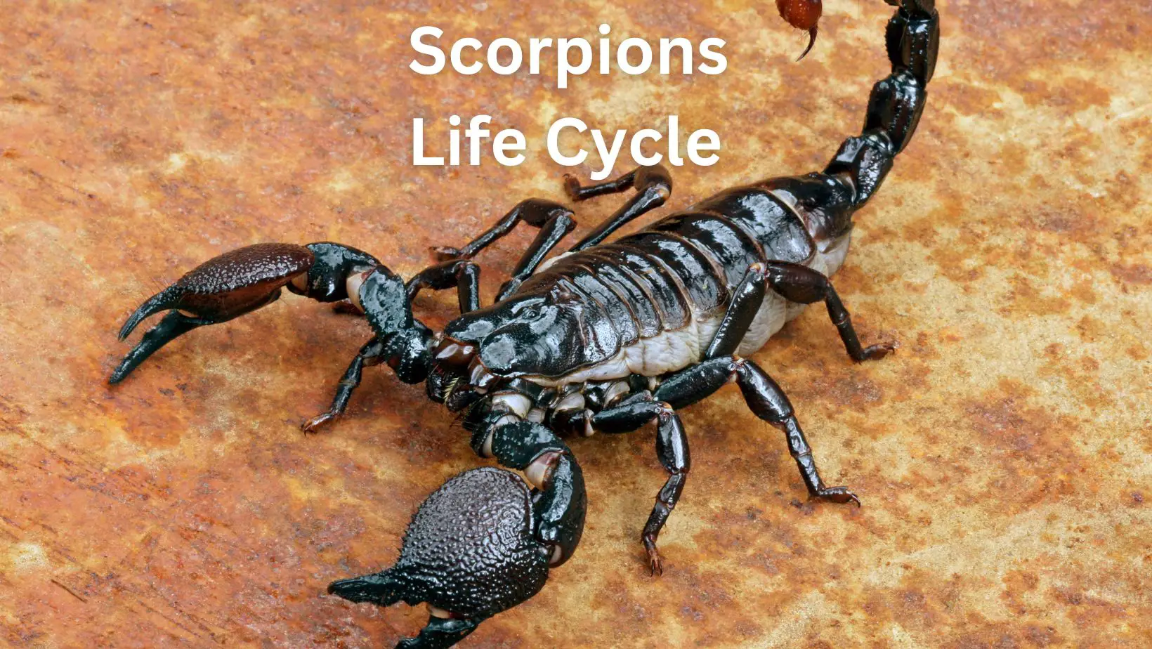 Scorpions Life Cycle