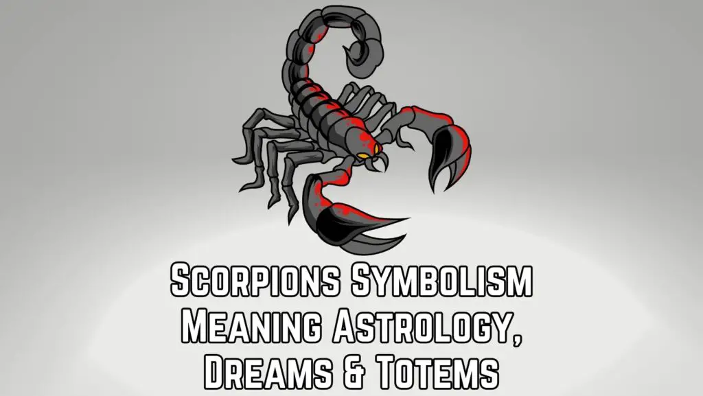 Scorpions Symbolism Meaning Astrology, Dreams, Spirit, Totem, & Power