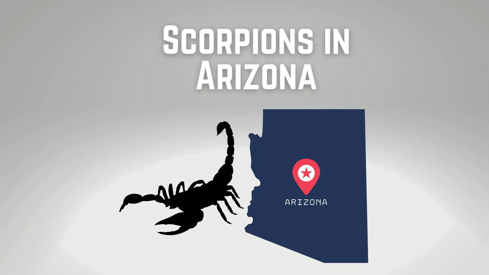 Scorpions in Arizona