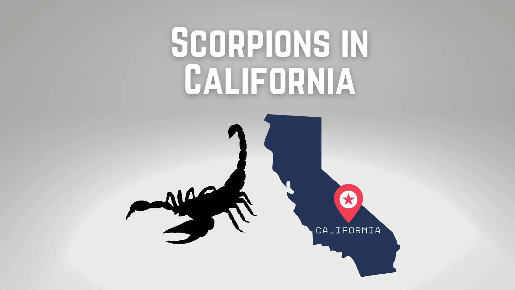 Scorpions in California