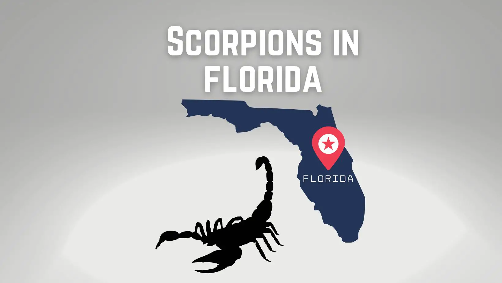 Scorpions in Florida
