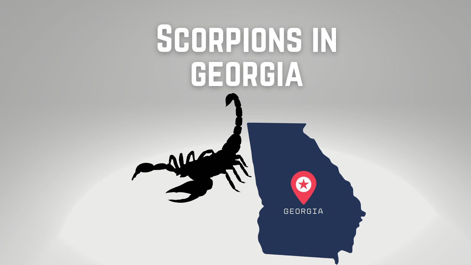 Scorpions in Georgia