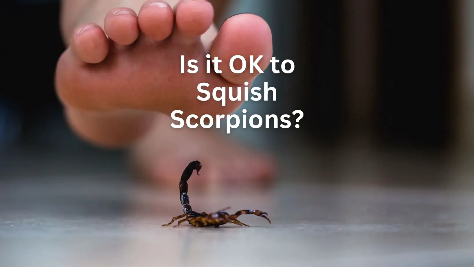 Can You Squish Scorpions
