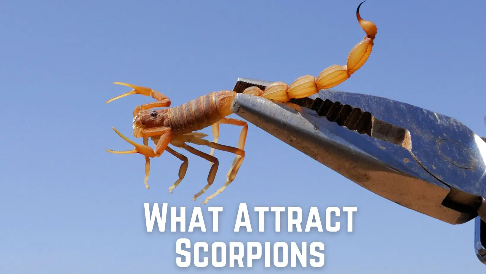 8 Things That Attract Scorpions to Your