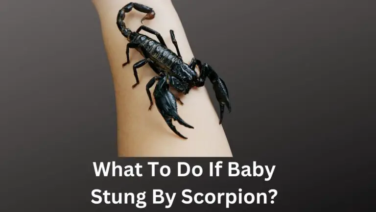 What To Do If Baby Stung By Scorpion? 6 Immediate Measures