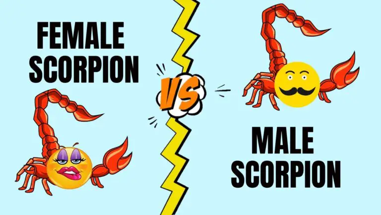 How To Tell If A Scorpion Is Male Or Female?